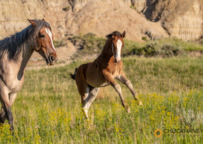 Theodore Roosevelt National Park Photo Workshop - Chuck Haney Outdoor ...