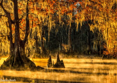 Louisiana Cypress Photography Workshop Tour - Chuck Haney Photography