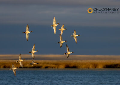 Northern Pintail Ducks in courtship flight at Freezeout Lake WMA near Choteau, Montana, USA