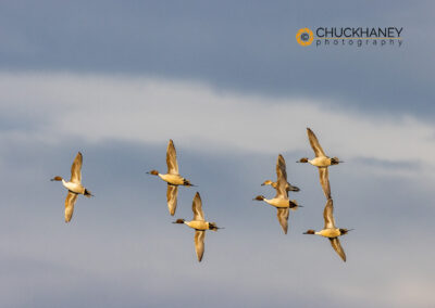 Northern Pintail Ducks in Courtship Flight at Freezeout Lake WMA near Choteau, Montana, USA